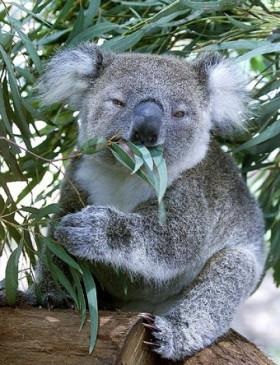 Koala - Ursul si marsupiale fara aparare (pouched) marsupial Ursul și apărare - Koala