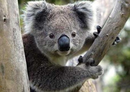 Koala - Ursul si marsupiale fara aparare (pouched) marsupial Ursul și apărare - Koala