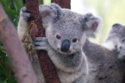 Koala - Ursul marsupial și lipsit de apărare (koala plus) marsupial Ursul și apărare - Koala