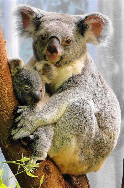 Koala - Ursul marsupial și lipsit de apărare (koala plus) marsupial Ursul și apărare - Koala