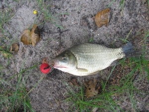 Prinderea crap și cosaș la boilies