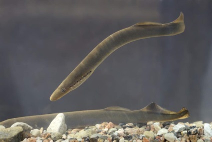 Lamprey Râul european