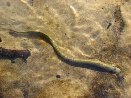 Lamprey Râul european