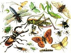 Știința studiază insectele numite - Manual de cercetare