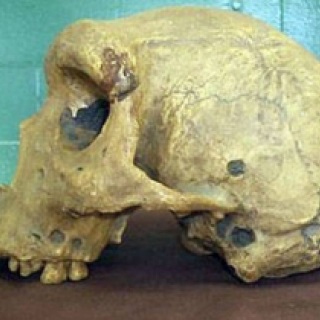 De ce oamenii de Neanderthal a dispărut