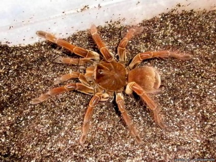 Tarantula Goliat - cel mai mare păianjen din lume - 13 fotografii - imagini - fotografii lumii naturale