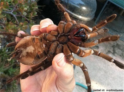 Tarantula Goliat - cel mai mare păianjen din lume - 13 fotografii - imagini - fotografii lumii naturale