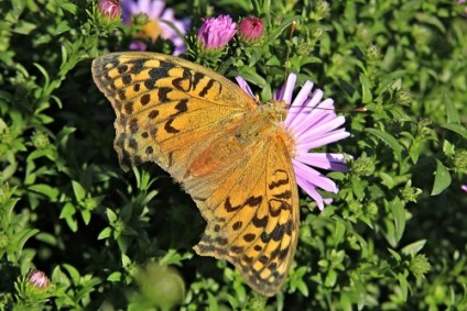 Călătorie spre Reserve Askania Nova