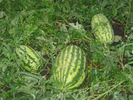 Cultivarea pepene verde în câmp deschis - consiliere de agronomi