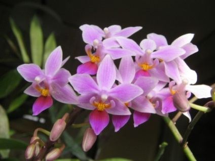 Cultivarea orhidee Phalaenopsis în plantarea de origine și de îngrijire, propagare și transplantarea