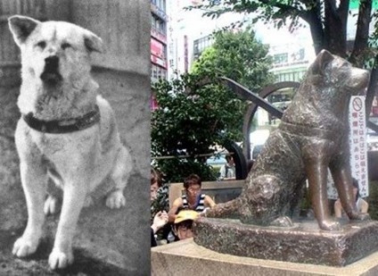 Hachiko și alte