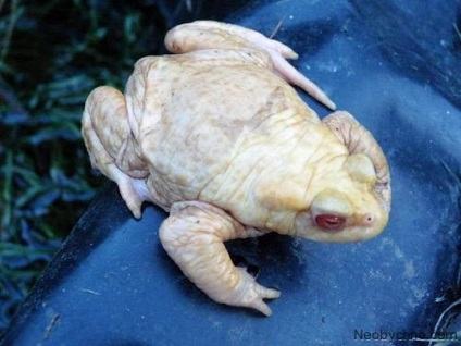 10 fapte veridică asupra oamenilor și animalelor albinoși (albino) 10 fapte veridică asupra oamenilor și a animalelor albino