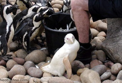 10 fapte veridică asupra oamenilor și animalelor albinoși (albino) 10 fapte veridică asupra oamenilor și a animalelor albino