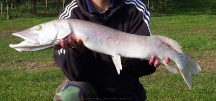 10 fapte veridică asupra oamenilor și animalelor albinoși (animale) 10 fapte veridică asupra oamenilor și a animalelor albino
