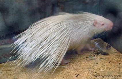 10 fapte veridică asupra oamenii albinoși și animale (oameni ciudat) 10 fapte veridică asupra oamenilor și a animalelor albino