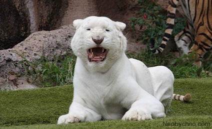 10 fapte veridică asupra oamenilor și animalelor albinoși (albino) 10 fapte veridică asupra oamenilor și a animalelor albino