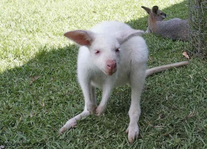 10 fapte veridică asupra oamenilor și animalelor albinoși (albino) 10 fapte veridică asupra oamenilor și a animalelor albino