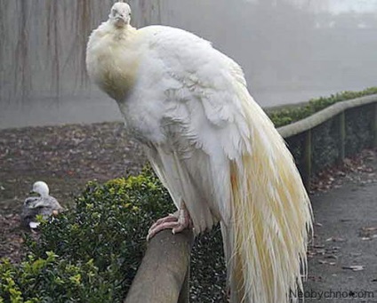 10 fapte veridică asupra oamenii albinoși și animale (oameni ciudat) 10 fapte veridică asupra oamenilor și a animalelor albino