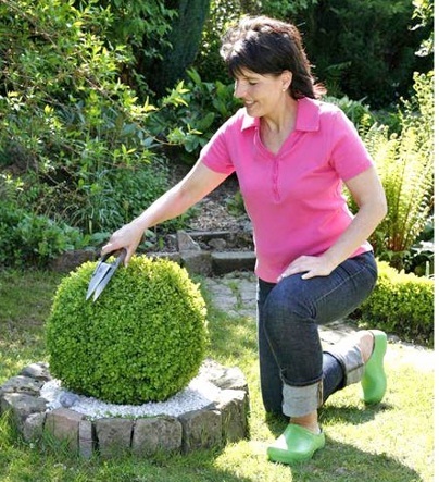 10 sfaturi pentru îngrijirea cimișir (margine flowerbeds) 10 sfaturi pentru îngrijirea cimișir