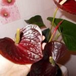 12 Cele mai bune specii Anthurium alb, roz, violet, André Scherzer (alb) 12 Cele mai bune specii Anthurium alb, roz, violet, André Scherzer