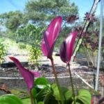 12 Cele mai bune specii Anthurium alb, roz, violet, André Scherzer (alb) 12 Cele mai bune specii Anthurium alb, roz, violet, André Scherzer