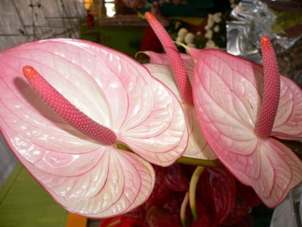 12 Cele mai bune specii Anthurium alb, roz, violet, André Scherzer (Purple) 12 Cele mai bune specii Anthurium alb, roz, violet, André Scherzer