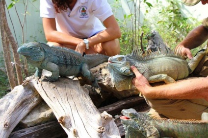 20 locuri de pe pământ, în cazul în care animalele mai mult decât de oameni - știri de viață (oameni) 20 locuri de pe pământ, în cazul în care animalele mai mult decât de oameni - știri de viață
