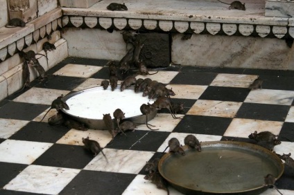 20 locuri de pe pământ, în cazul în care animalele mai mult decât de oameni - știri de viață (locuri) 20 locuri de pe pământ, în cazul în care animalele mai mult decât de oameni - știri de viață