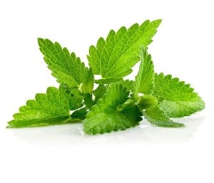5 moduri de a scăpa de remedii șobolani populare, mecanice, chimice, repellente (cum ar fi șobolanii se retragă de la domiciliu) 5 moduri de a scăpa de remedii șobolani populare, mecanice, chimice, repelenți