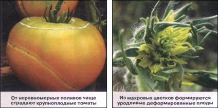 6 Greseli tomate în creștere (a făcut) 6 Greseli tomate în creștere
