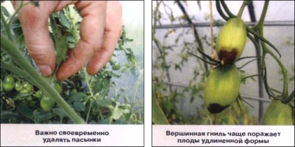 6 Greseli tomate în creștere (a făcut) 6 Greseli tomate în creștere