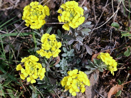 Alyssum tot mai mare de semințe de răsaduri de plantare în teren deschis de îngrijire foto și video