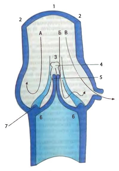 Allsurgery - caracteristici structurale venos (allsurgery) Allsurgery - caracteristici structurale ale venos