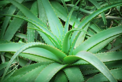Aloe și principalele diferențe de agave (aloe) Aloe și principalele diferențe de agave