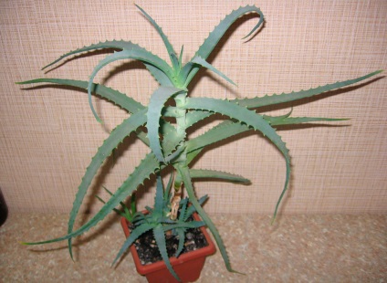 Aloe și principalele diferențe de agave (Agave) Aloe și principalele diferențe de agave