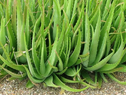 Aloe proprietăți și aplicații utile (aloe) Aloe proprietăți și aplicații utile