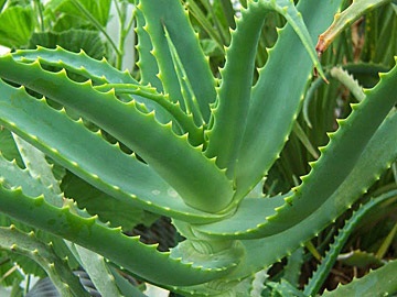 Aloe proprietăți și aplicații utile (rece) Aloe proprietăți și aplicații utile
