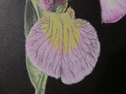 Iris și Anemone (Anemone) Anemone și iris