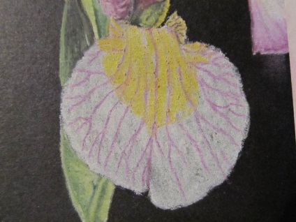 Iris și Anemone (Anemone) Anemone și iris