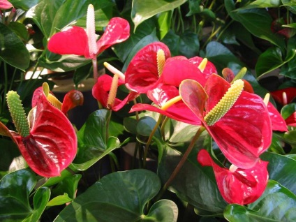 Anthurium Andre (43 poze) de îngrijire la domiciliu, descrierea soiurilor de Leganza fericire pentru bărbați, adrios (Anthurium) Anthurium Andre (43 poze) de îngrijire la domiciliu, descrierea soiurilor de Leganza fericire pentru bărbați, adrios