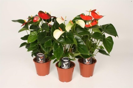 Anthurium Andre (43 poze) de îngrijire la domiciliu, descrierea soiurilor de Leganza fericire pentru bărbați, adrios (Anthurium) Anthurium Andre (43 poze) de îngrijire la domiciliu, descrierea soiurilor de Leganza fericire pentru bărbați, adrios