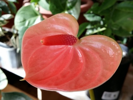 Anthurium Andre (43 poze) de îngrijire la domiciliu, descrierea soiurilor de Leganza fericirii oamenilor, adrios (descriere) Anthurium Andre (43 poze) de îngrijire la domiciliu, descrierea soiurilor de Leganza fericire pentru bărbați, adrios