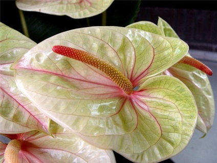 Anthurium Andre (43 poze) de îngrijire la domiciliu, descrierea soiurilor de Leganza fericire pentru bărbați, adrios (Andrew) Anthurium Andre (43 poze) de îngrijire la domiciliu, descrierea soiurilor de Leganza fericire pentru bărbați, adrios