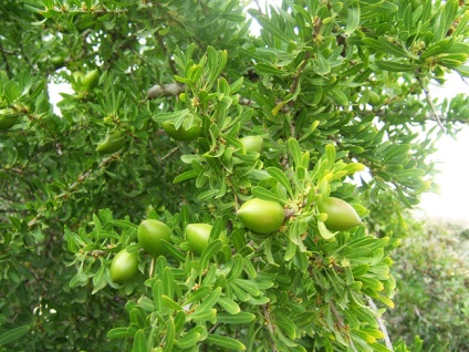 Ulei de argan pentru par (ieșire ulei de argan) Ulei de argan pentru păr