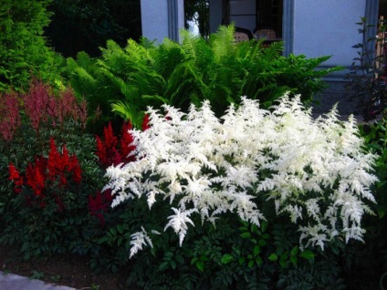 Astilbe în fotografii de proiectare peisaj (Design) Astilbe în peisaj de design fotografie