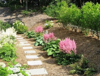 Astilbe în fotografii de proiectare peisaj (peisaj) Astilbe în peisaj de design fotografie