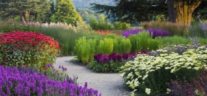 Astilbe în fotografii de proiectare peisaj (Design) Astilbe în peisaj de design fotografie