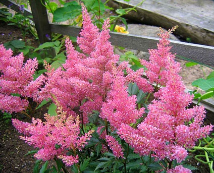 Astilbe în fotografii de proiectare peisaj (Design) Astilbe în peisaj de design fotografie