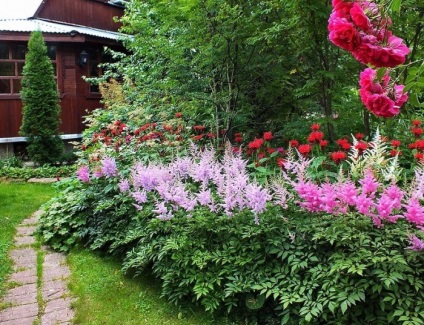 Astilbe în fotografii de proiectare peisaj (peisaj) Astilbe în peisaj de design fotografie