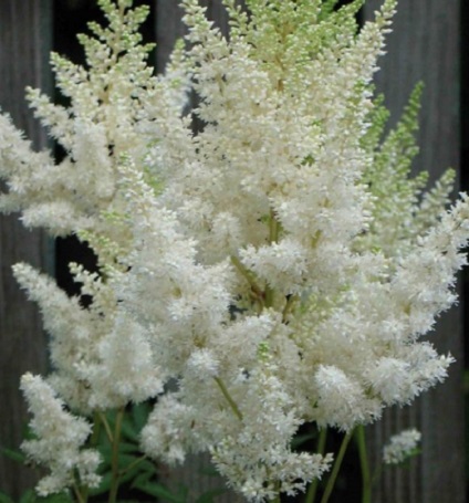Astilbe în fotografii de proiectare peisaj (Design) Astilbe în peisaj de design fotografie